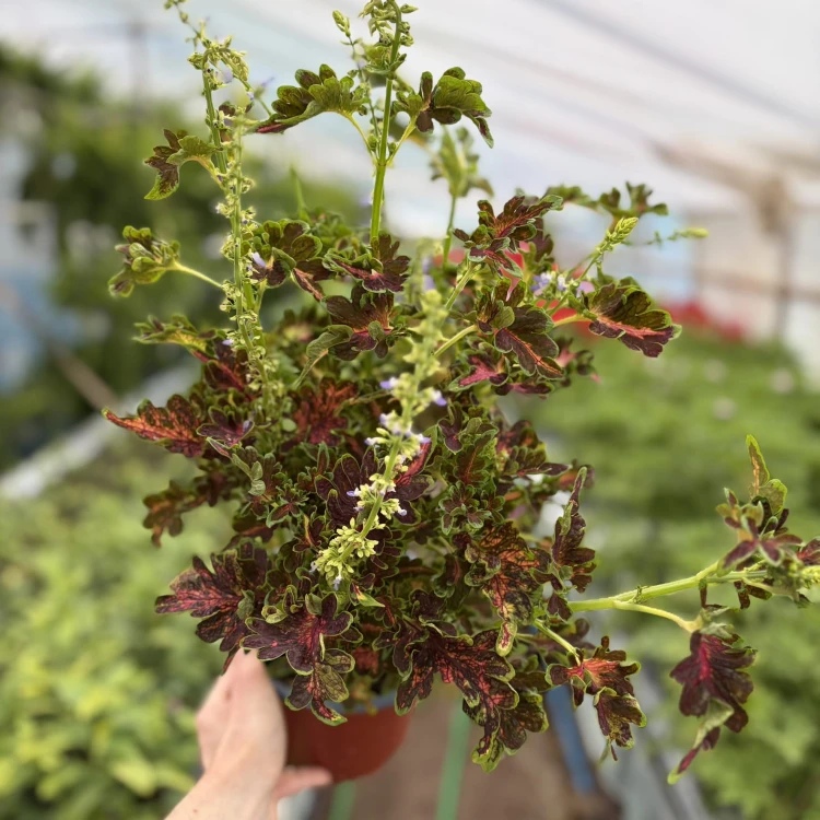 Coleus Colocha Scarlet Koleus Pokrzywka Ozdobna P17