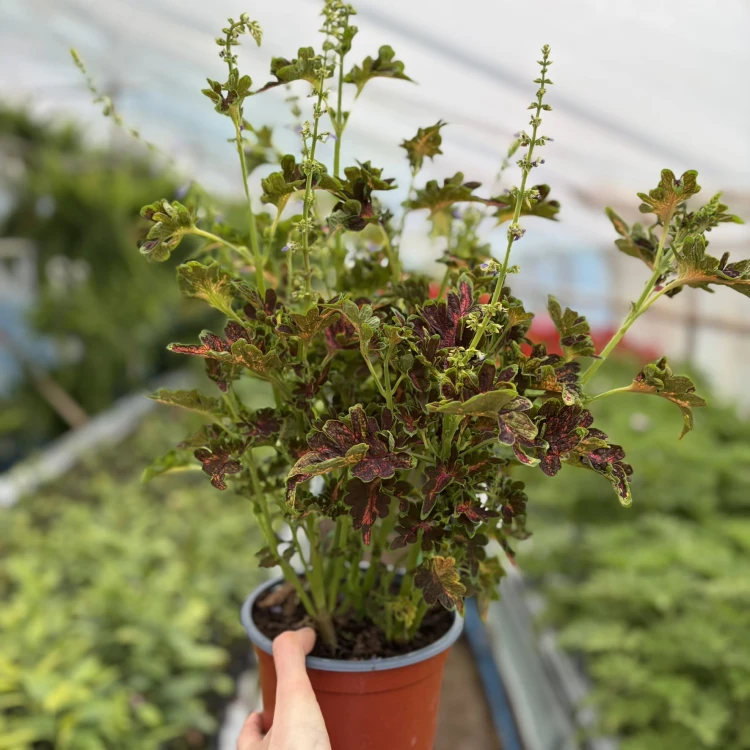 Coleus Colocha Scarlet Koleus Pokrzywka Ozdobna P17