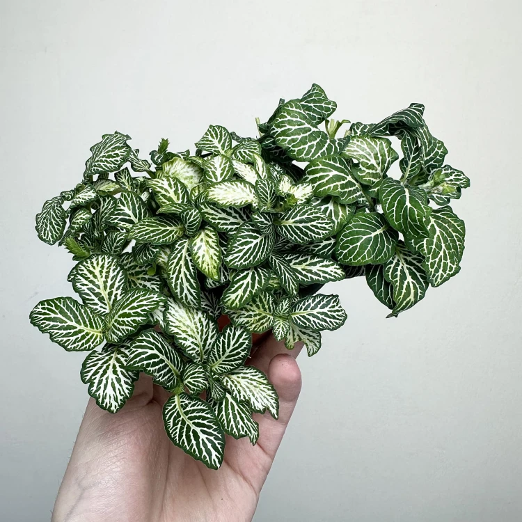 Fittonia Fitonia biało-zielona #2