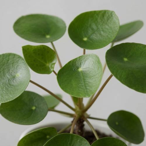 Pilea Peperomioides Pieniążek P9