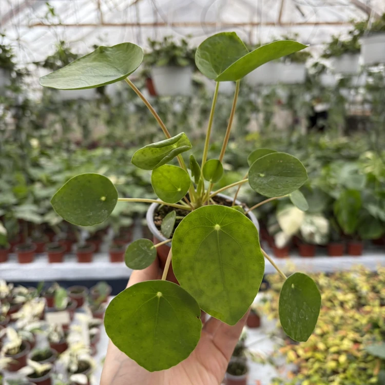 Pilea Peperomioides Pieniążek P9