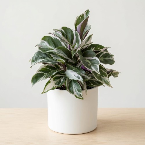 Calathea White Miracle Kalatea P9