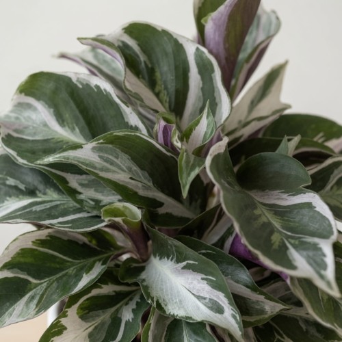 Calathea White Miracle Kalatea P9