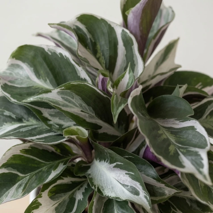 Calathea White Miracle Kalatea P9