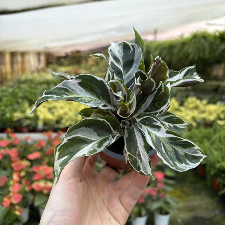 Calathea White Miracle Kalatea P9