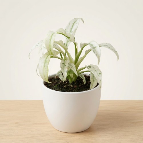 Rhaphidophora puberula Variegata P9
