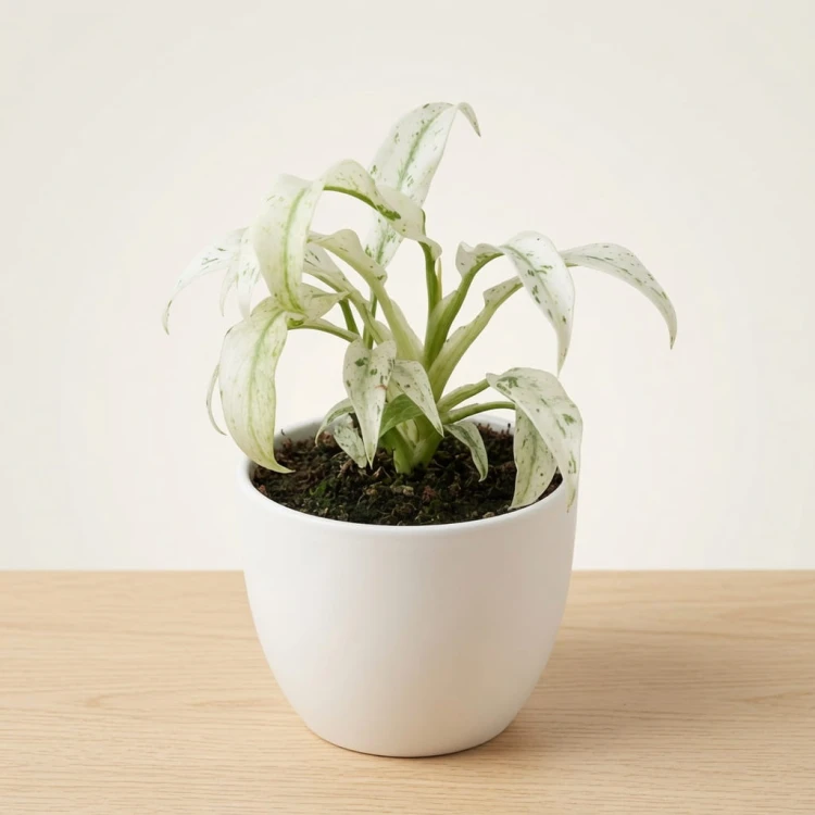 Rhaphidophora puberula Variegata P9