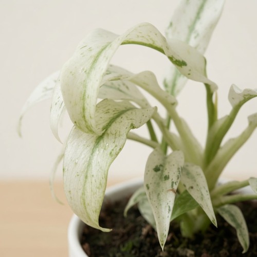 Rhaphidophora puberula Variegata P9