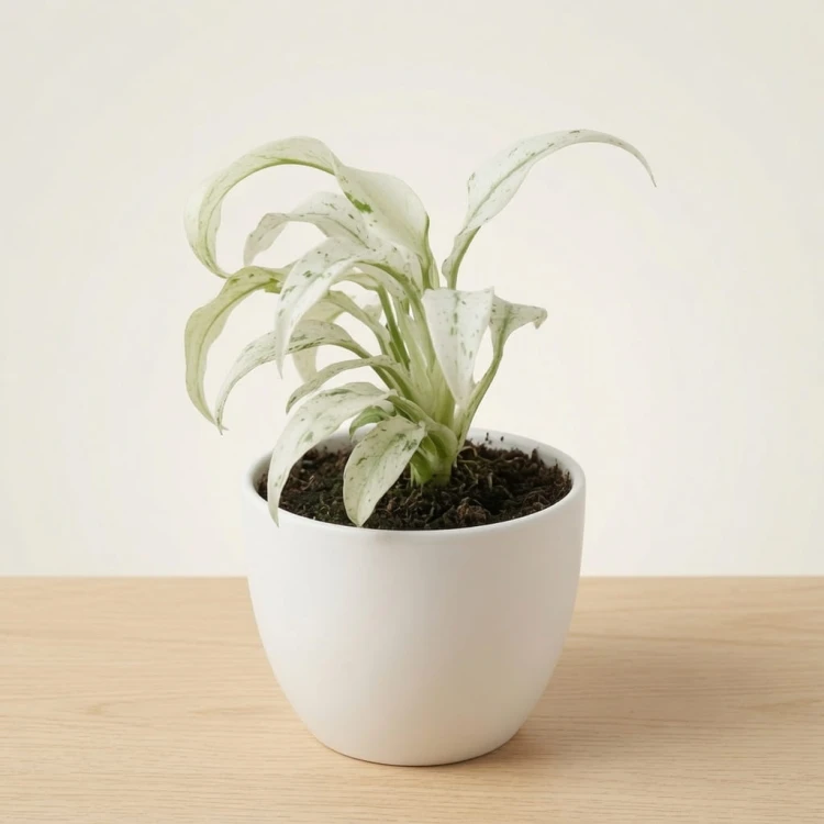 Rhaphidophora puberula Variegata P9