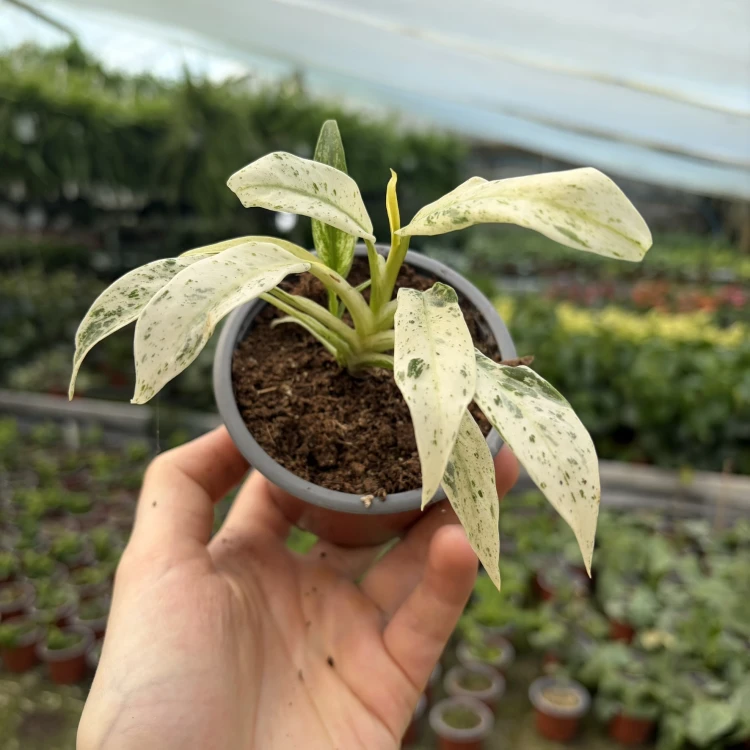 Rhaphidophora puberula Variegata P9