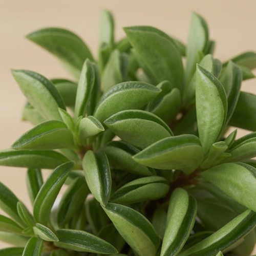 Peperomia rotundifolia Fire Sparks P9