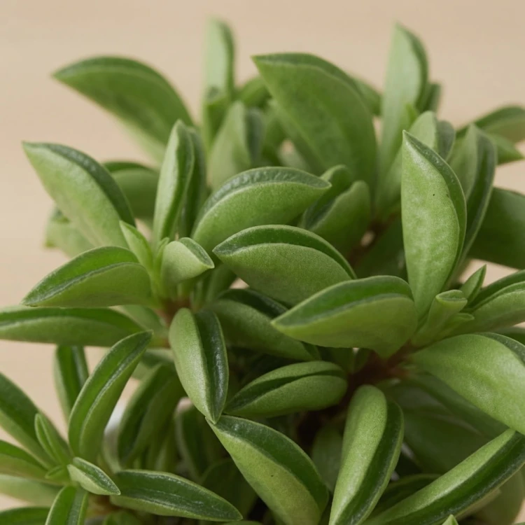 Peperomia rotundifolia Fire Sparks P9
