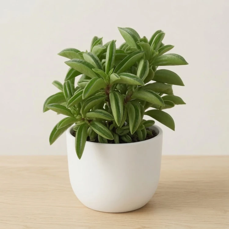 Peperomia rotundifolia Fire Sparks P9