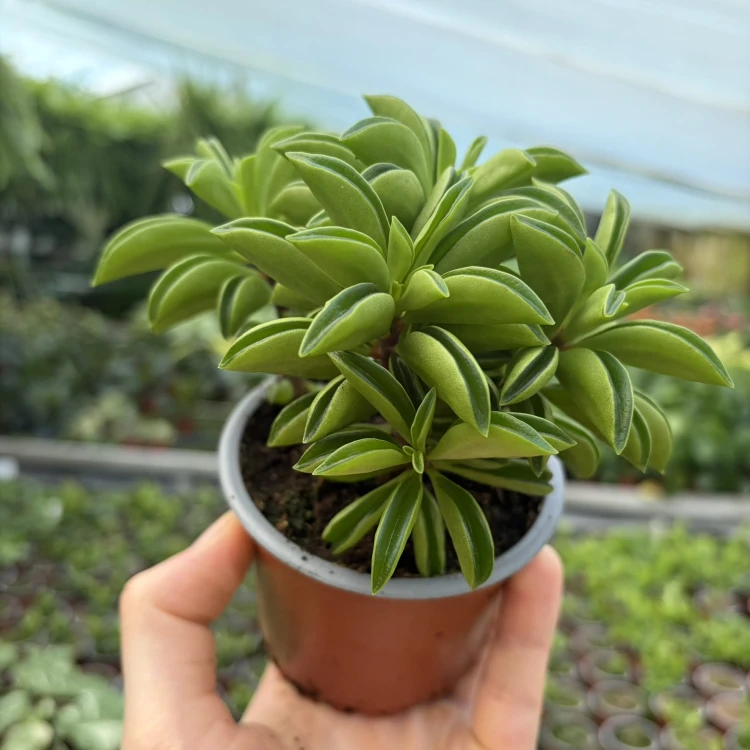 Peperomia rotundifolia Fire Sparks P9
