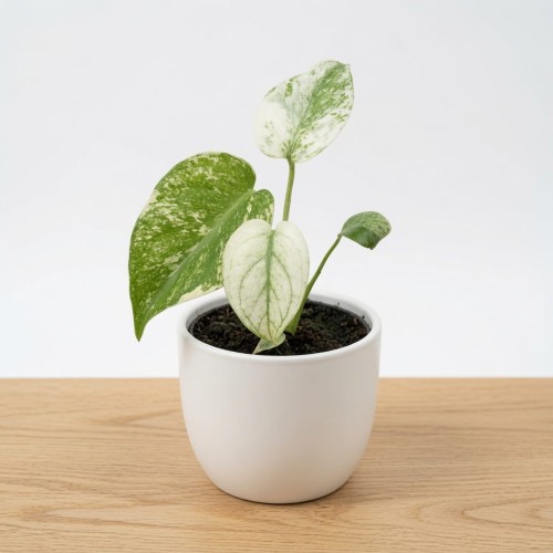 Monstera deliciosa Mint Variegata P9