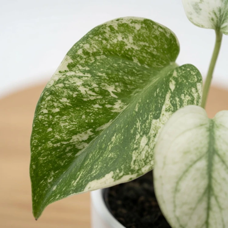 Monstera deliciosa Mint Variegata P9