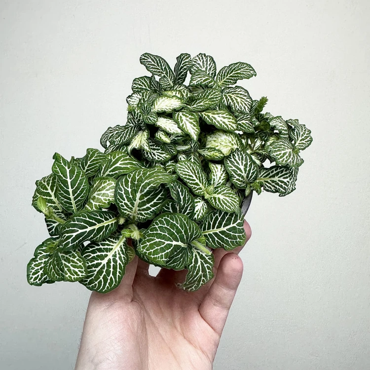 Fittonia Fitonia biało-zielona #4