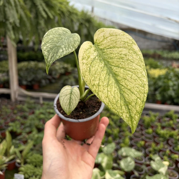 Monstera deliciosa Mint Variegata P9