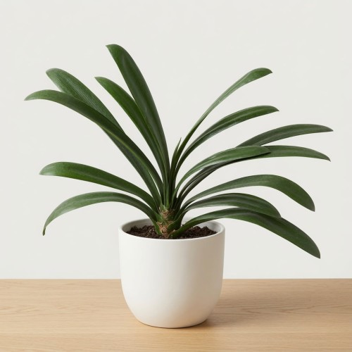 Kliwia pomarańczowa Clivia miniata P17