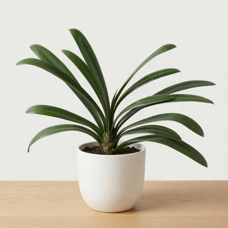 Kliwia pomarańczowa Clivia miniata P17