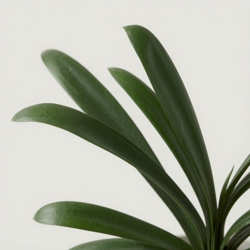 Kliwia pomarańczowa Clivia miniata P17