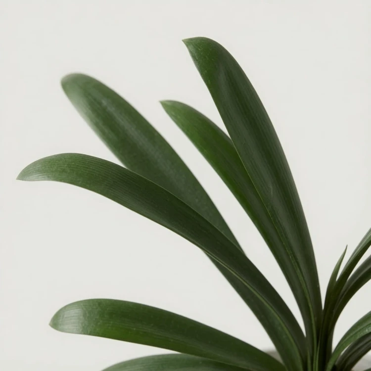Kliwia pomarańczowa Clivia miniata P17