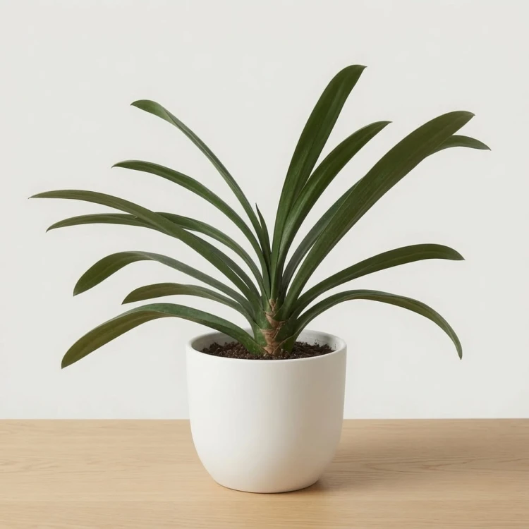 Kliwia pomarańczowa Clivia miniata P17