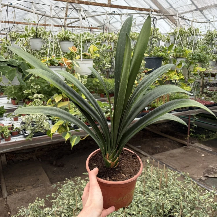 Kliwia pomarańczowa Clivia miniata P17