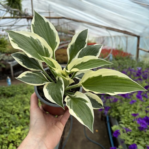 Funkia dwukolorowa Hosta Biało-Zielona P12