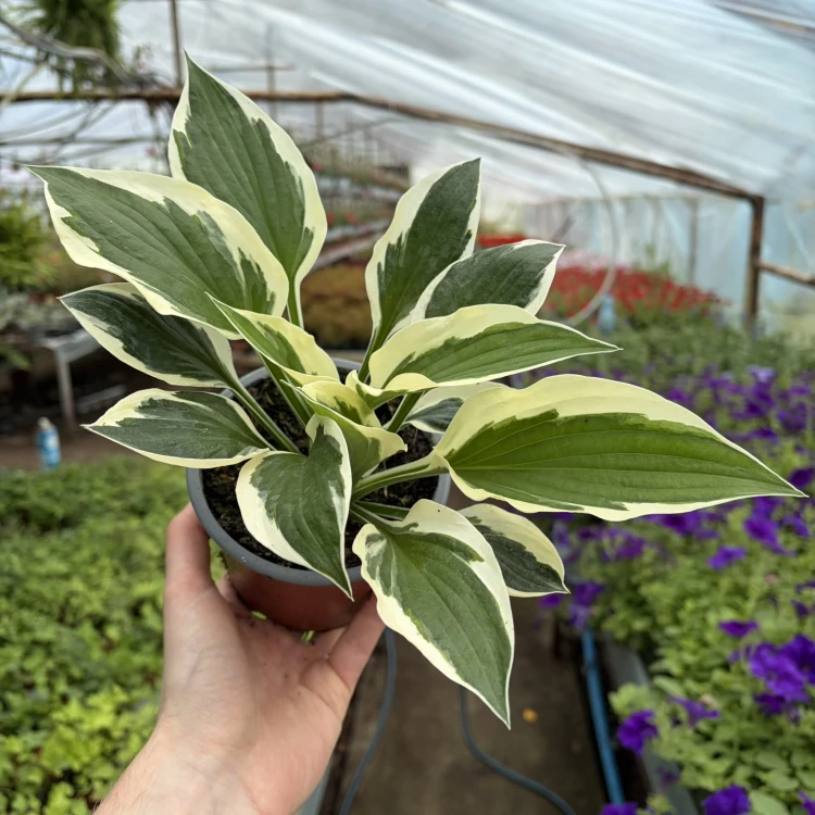 Funkia dwukolorowa Hosta Biało-Zielona P12
