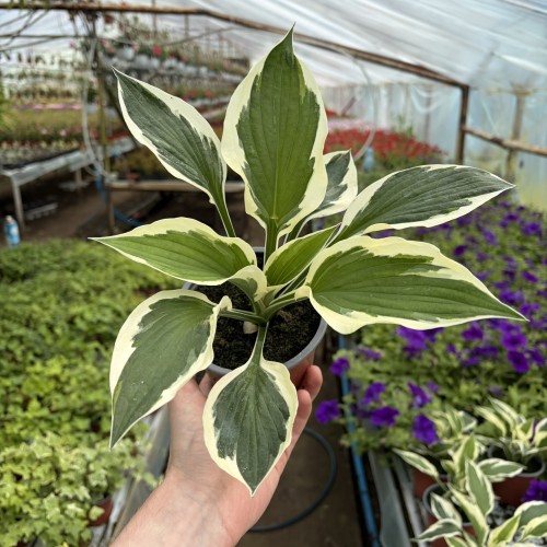 Funkia dwukolorowa Hosta Biało-Zielona P12