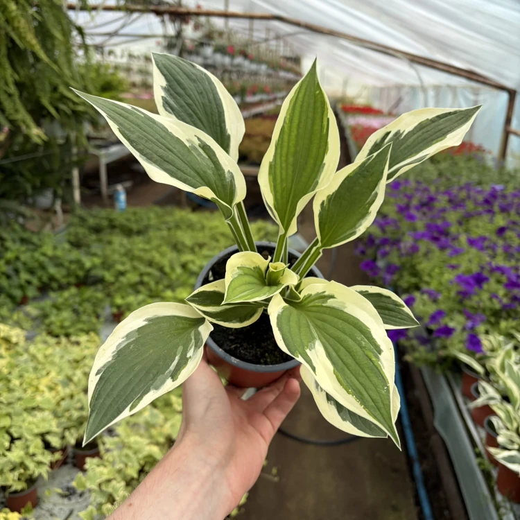 Funkia dwukolorowa Hosta Biało-Zielona P12