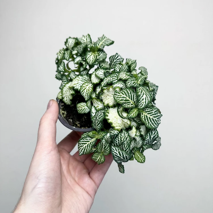 Fittonia Fitonia biało-zielona #5