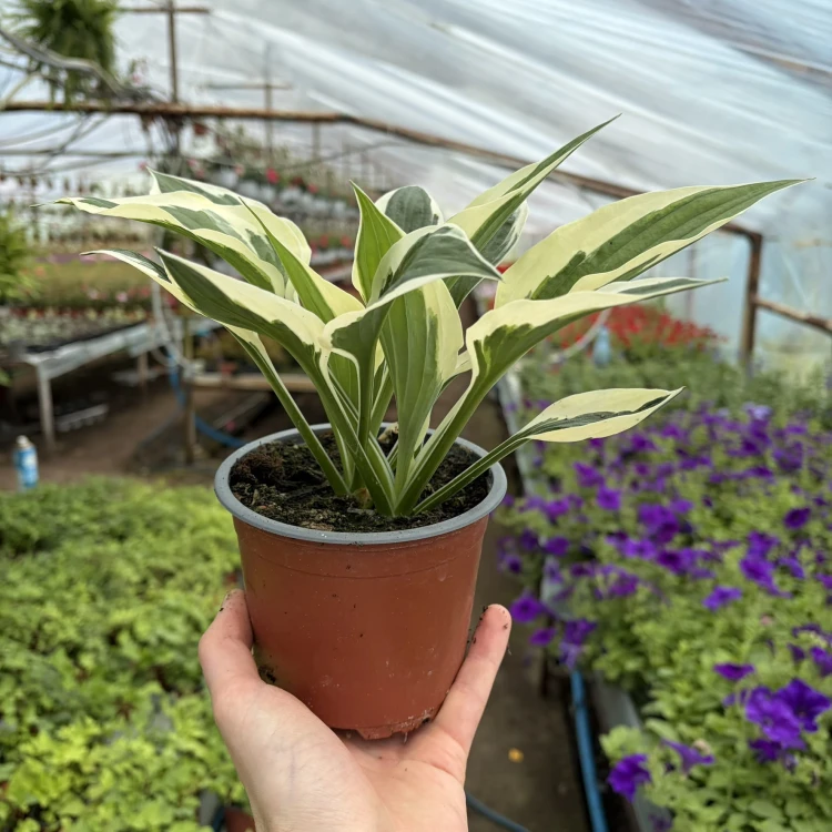 Funkia dwukolorowa Hosta Biało-Zielona P12