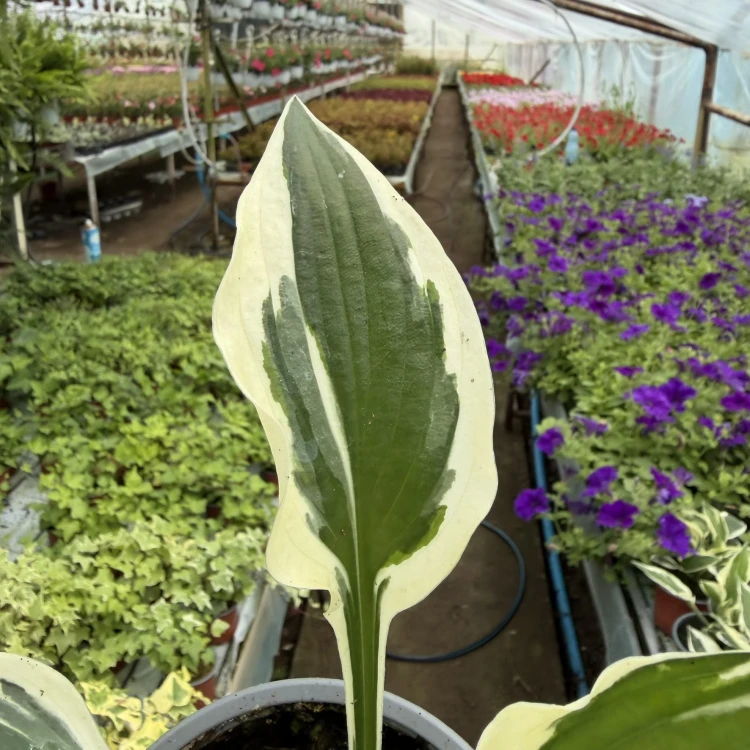 Funkia dwukolorowa Hosta Biało-Zielona P12