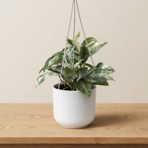Epipremnum pinnatum Marble King P17 wisząca