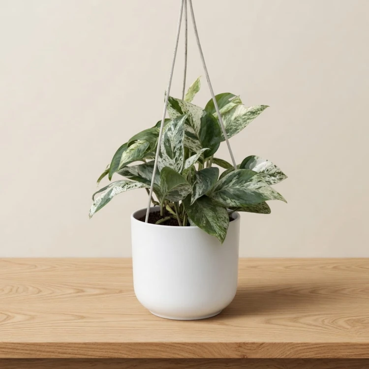 Epipremnum pinnatum Marble King P17 wisząca
