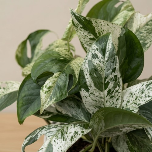 Epipremnum pinnatum Marble King P17 wisząca