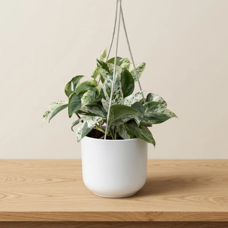 Epipremnum pinnatum Marble King P17 wisząca
