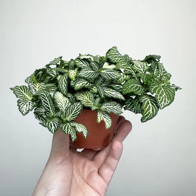 Fittonia Fitonia biało-zielona #6