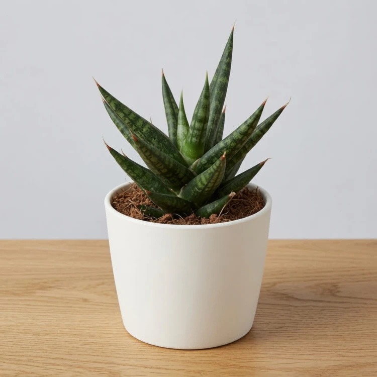 Sansevieria francisii Sanseweria P6