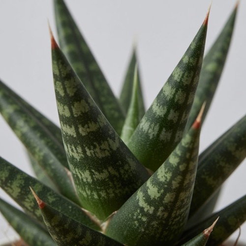 Sansevieria francisii Sanseweria P6