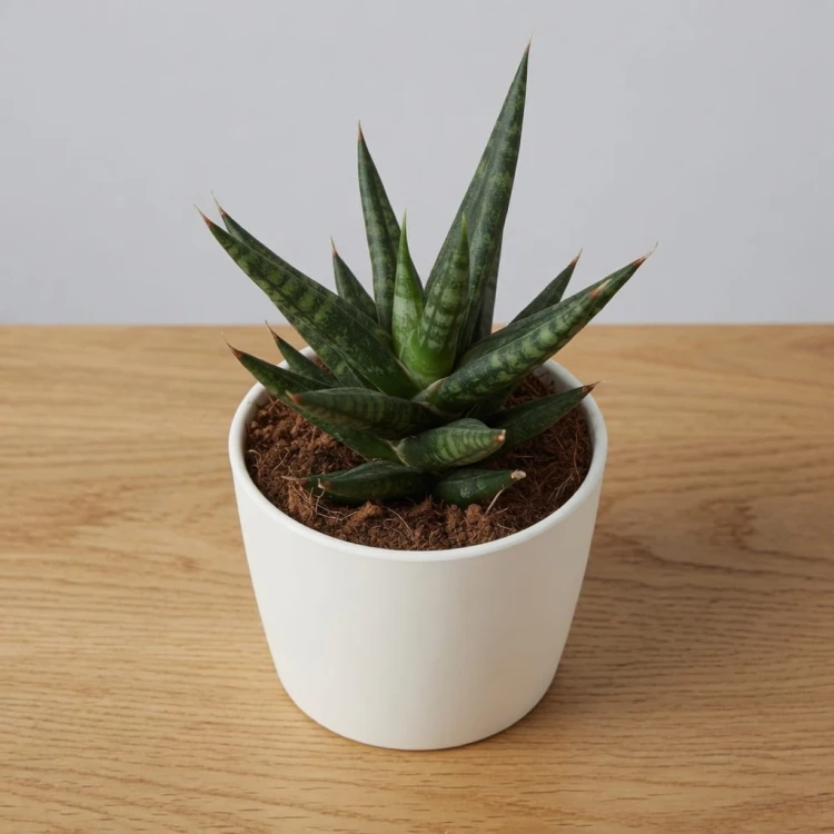 Sansevieria francisii Sanseweria P6