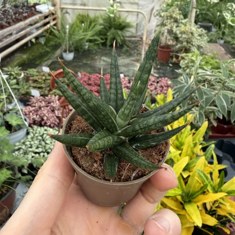 Sansevieria francisii Sanseweria P6