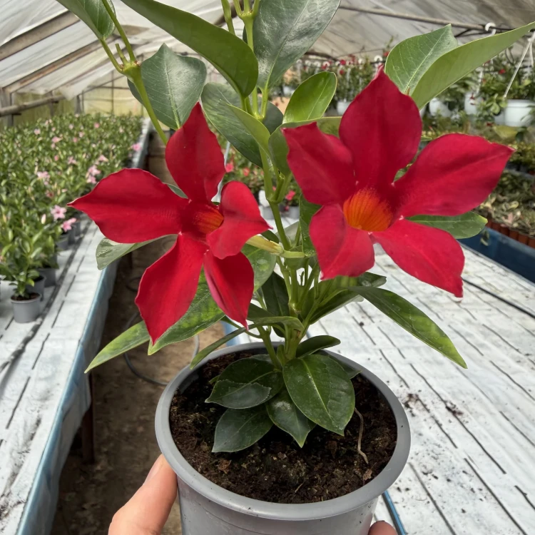 Mandevilla Sundaville Red Dipladenia Czerwona