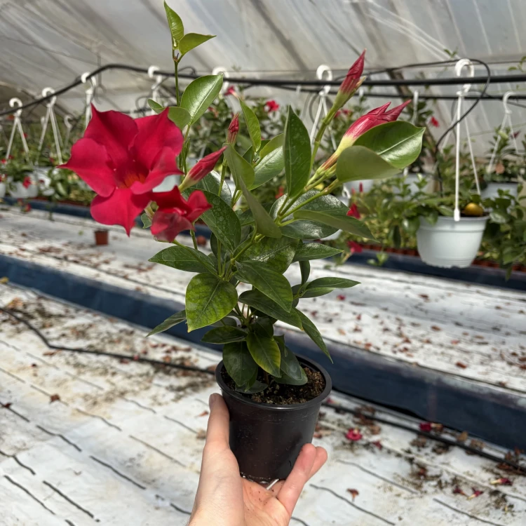 Mandevilla Sundaville Red Dipladenia Czerwona