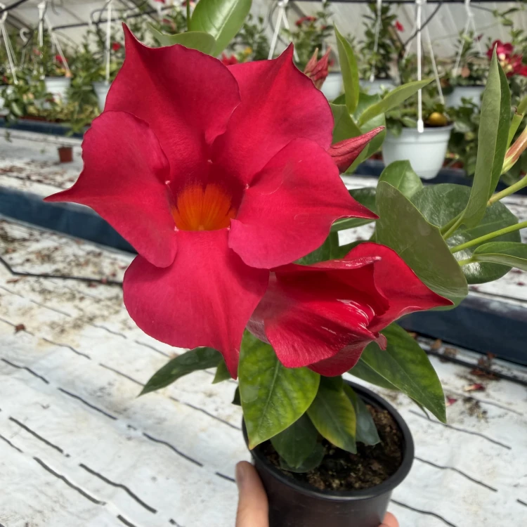 Mandevilla Sundaville Red Dipladenia Czerwona