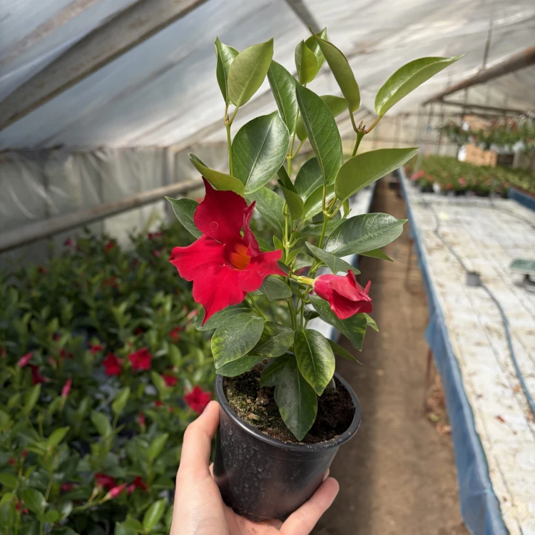 Mandevilla Sundaville Red Dipladenia Czerwona