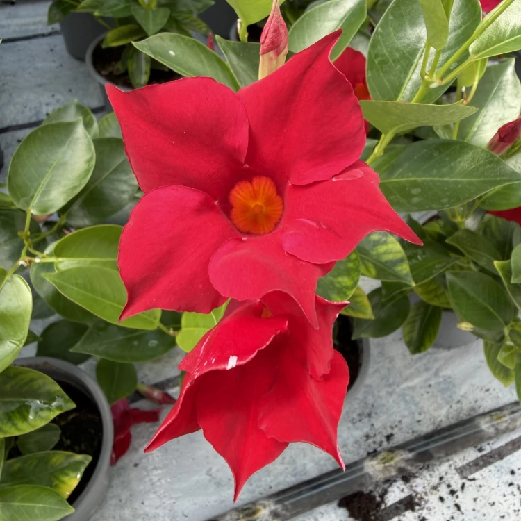 Mandevilla Sundaville Red Dipladenia Czerwona