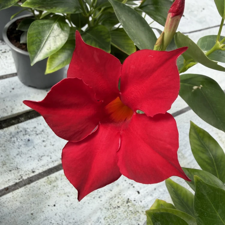 Mandevilla Sundaville Red Dipladenia Czerwona